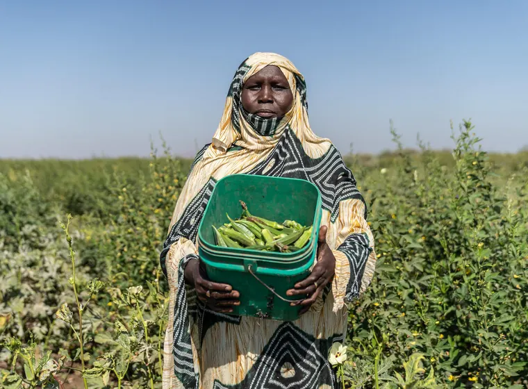 A woman stands in a field of okra plants, holding a green bucket filled with freshly picked okra.